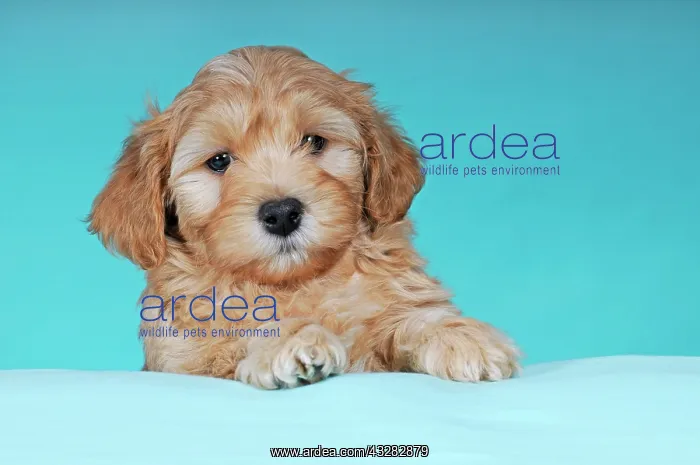 : Havanese, puppy, brown-white, 9 weeks, portrait : Havanese, puppy, brown-white, 9 weeks, portrait