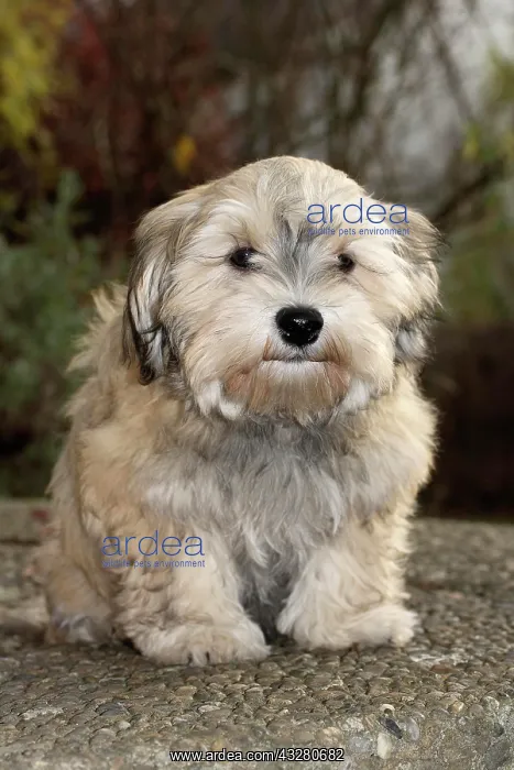 : Havanese puppy, male, 16 weeks : Havanese puppy, male, 16 weeks