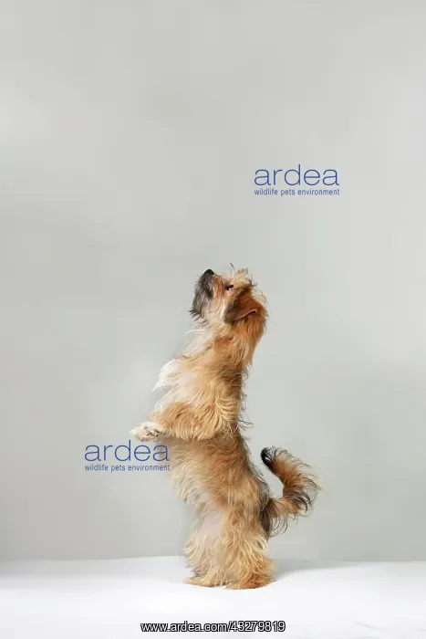 : Havanese puppy sitting up and begging : Havanese puppy sitting up and begging