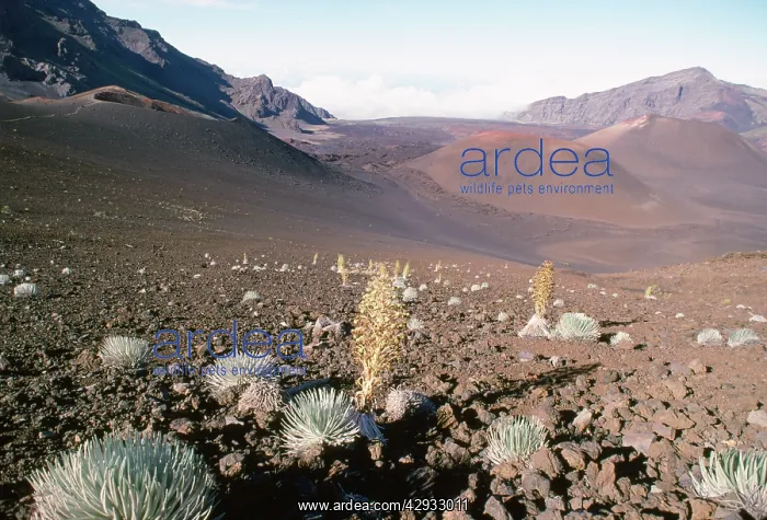 : HAWAII PLANTS - Silversword population on Haleakala : HAWAII PLANTS - Silversword population on Haleakala