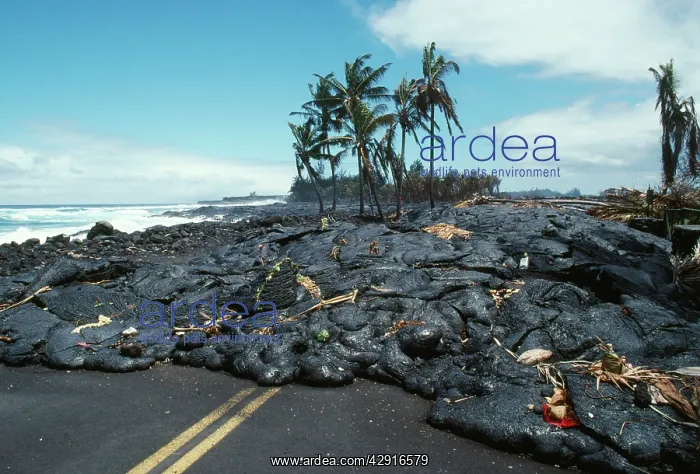 : Hawaii - road covered by Kilauea Volcano lava flow : Hawaii - road covered by Kilauea Volcano lava flow