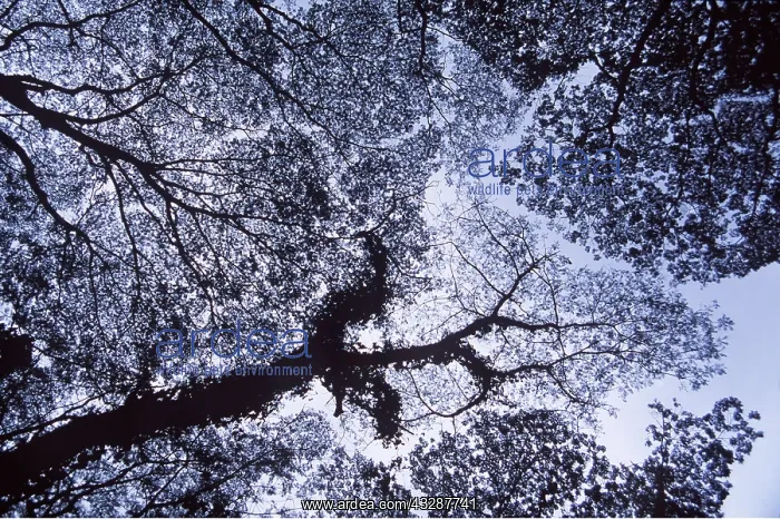 : HAWAII - tree canopy, silhouette : HAWAII - tree canopy, silhouette
