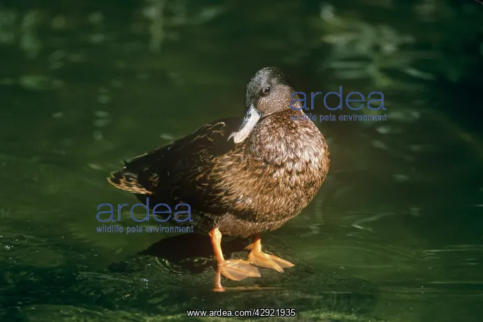 : Hawaiian Duck - male : Hawaiian Duck - male