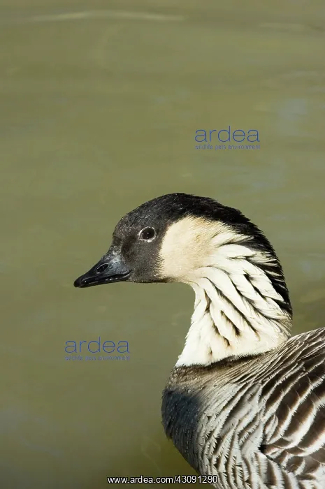 : Hawaiian Goose : Hawaiian Goose