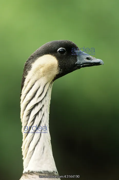 : Hawaiian Goose : Hawaiian Goose