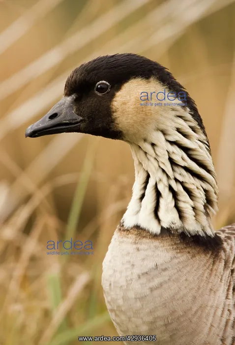 : Hawaiian Goose / Ne-ne : Hawaiian Goose / Ne-ne