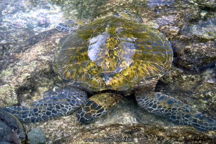 : Hawaiian Green Sea Turtle : Hawaiian Green Sea Turtle