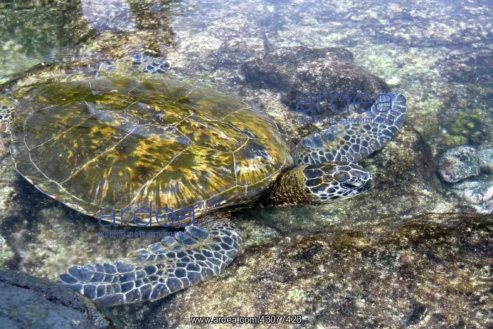 : Hawaiian Green Sea Turtle : Hawaiian Green Sea Turtle