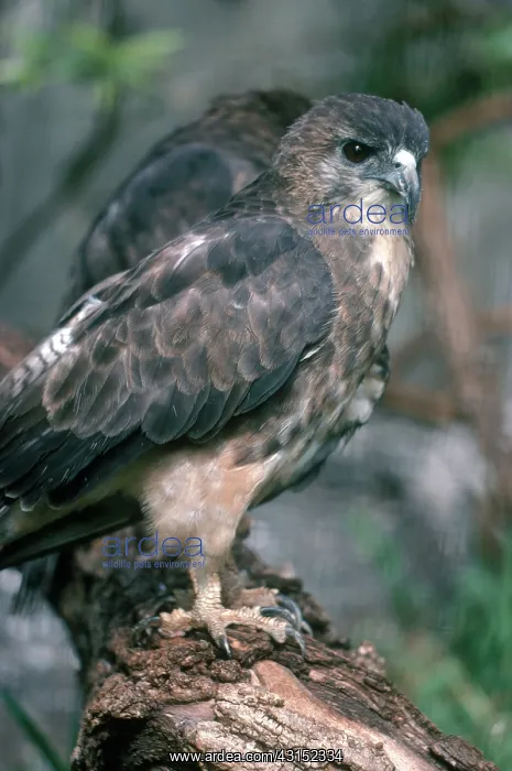 : Hawaiian Hawk : Hawaiian Hawk