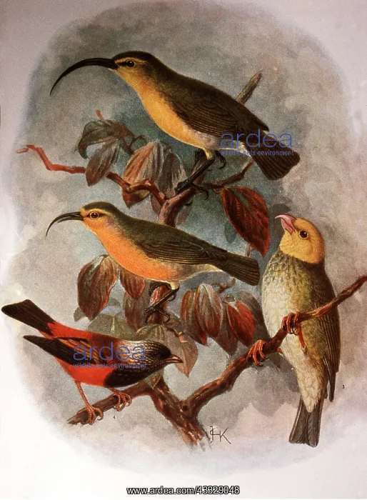 : Hawaiian Honeycreepers - 19th century print : Hawaiian Honeycreepers - 19th century print