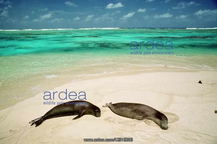 : Hawaiian Monk Seal : Hawaiian Monk Seal