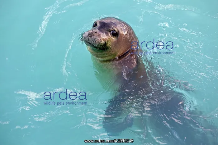  : Hawaiian Monk Seal