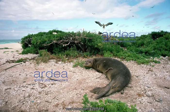 : Hawaiian Monk Seal - on beach : Hawaiian Monk Seal - on beach