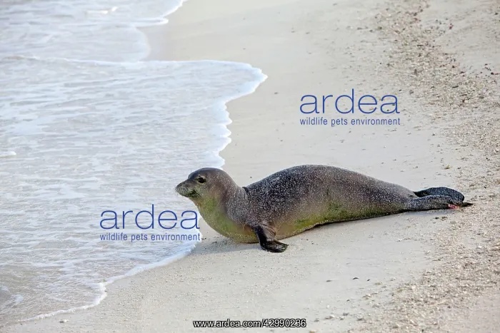 : Hawaiian Monk Seal - on the beach : Hawaiian Monk Seal - on the beach