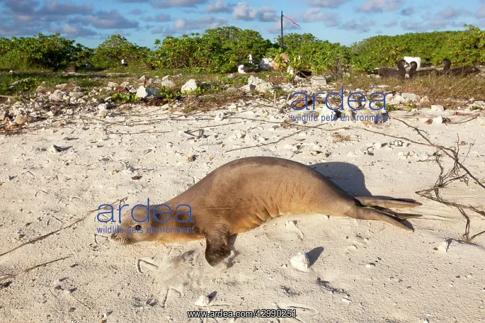 : Hawaiian Monk Seal - on the beach : Hawaiian Monk Seal - on the beach