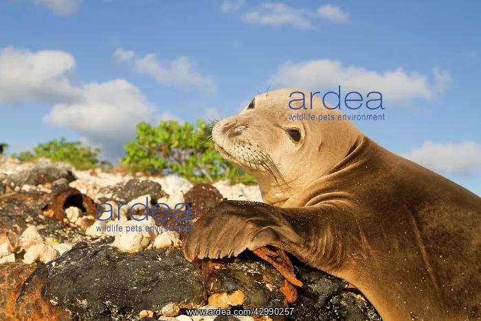 : Hawaiian Monk Seal - on the beach : Hawaiian Monk Seal - on the beach