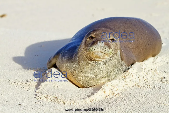  : Hawaiian Monk Seal - on the beach
