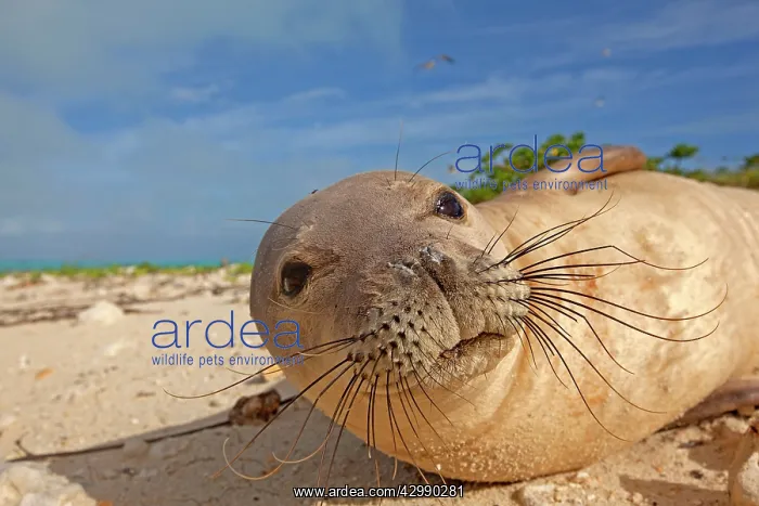 : Hawaiian Monk Seal - on the beach : Hawaiian Monk Seal - on the beach