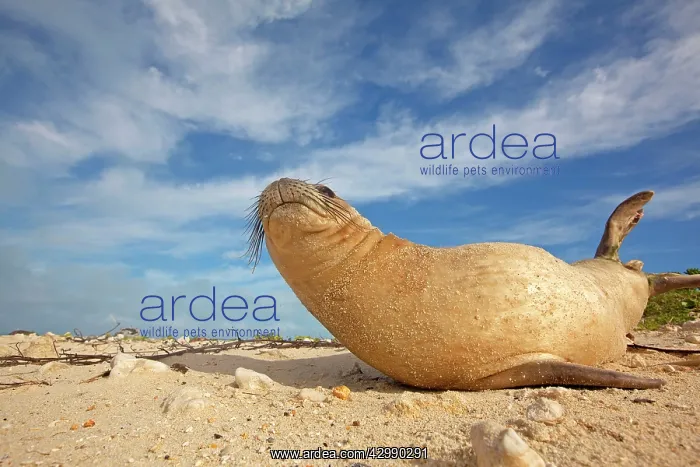 : Hawaiian Monk Seal - on the beach : Hawaiian Monk Seal - on the beach