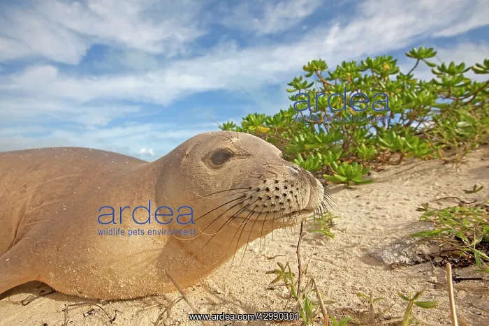 : Hawaiian Monk Seal - on the beach : Hawaiian Monk Seal - on the beach