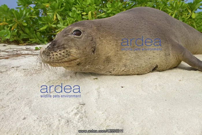 : Hawaiian Monk Seal - on the beach : Hawaiian Monk Seal - on the beach