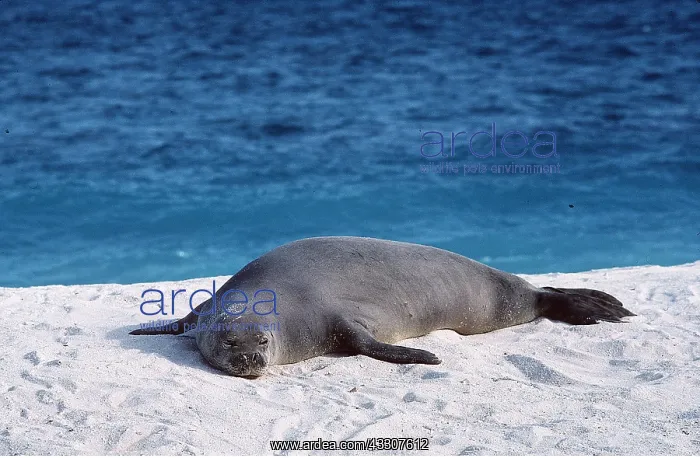: Hawaiian monk SEAL - on beach : Hawaiian monk SEAL - on beach