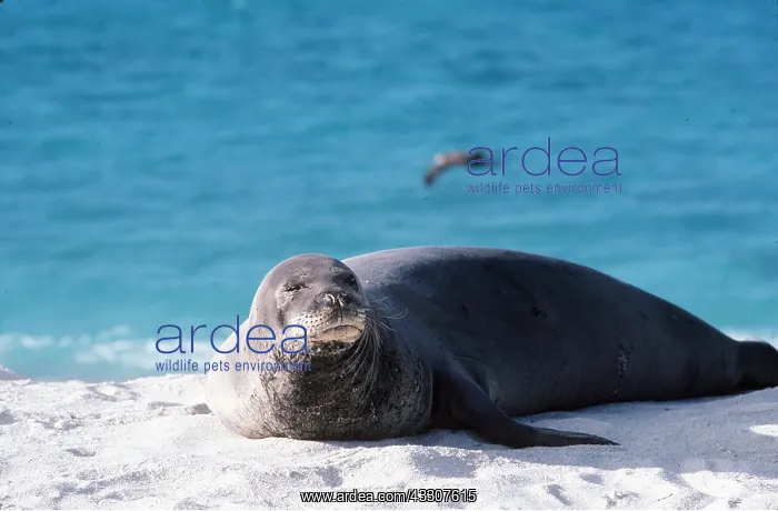  : HAWAIIAN MONK SEAL - on beach