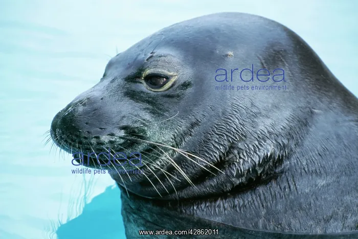 : Hawaiian Monk SEAL - close up of head : Hawaiian Monk SEAL - close up of head