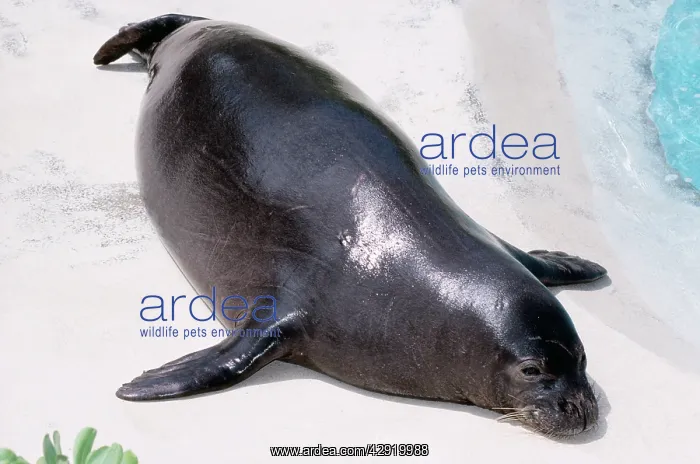 : HAWAIIAN MONK SEAL - Endangered : HAWAIIAN MONK SEAL - Endangered