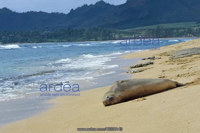 : Hawaiian Monk Seal (Monachus schauinslandi) resting : Hawaiian Monk Seal (Monachus schauinslandi) resting