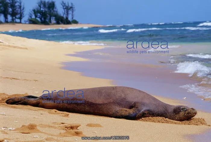 : Hawaiian Monk Seal - resting on beach : Hawaiian Monk Seal - resting on beach