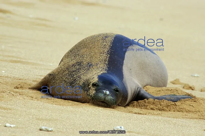: Hawaiian Monk Seal - resting on beach : Hawaiian Monk Seal - resting on beach