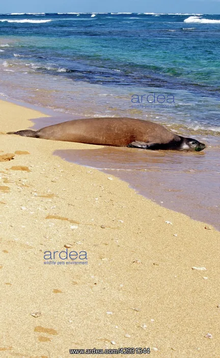 : Hawaiian Monk Seal - resting on beach : Hawaiian Monk Seal - resting on beach