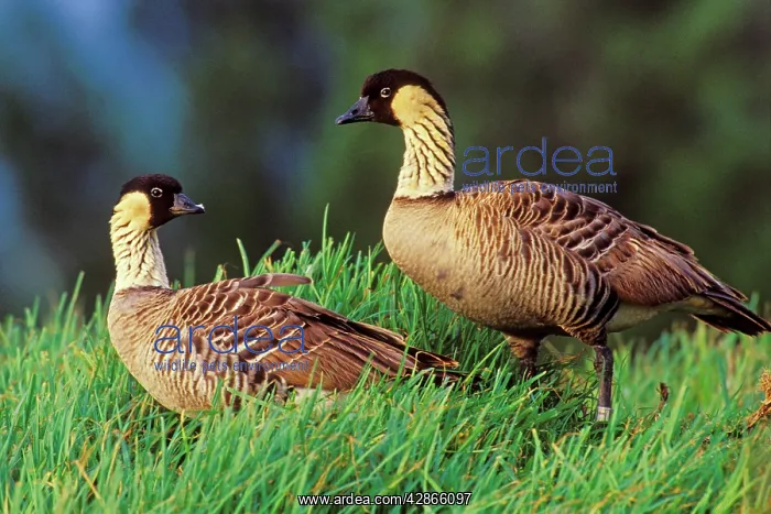 : Hawaiian / Nene Geese : Hawaiian / Nene Geese
