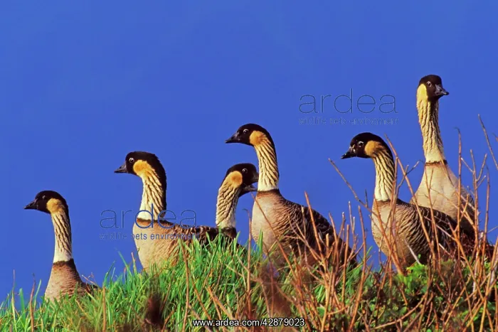 : Hawaiian / Nene Geese : Hawaiian / Nene Geese