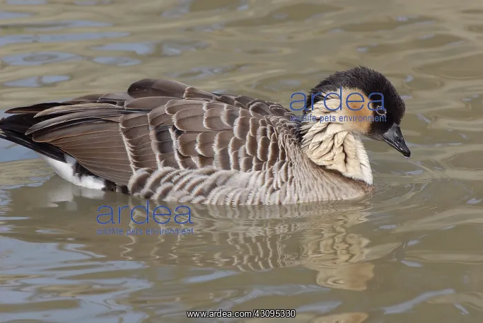 : Hawaiian (Nene) Goose : Hawaiian (Nene) Goose