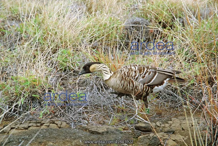 : Hawaiian / Nene GOOSE - side view, on volcanic slope : Hawaiian / Nene GOOSE - side view, on volcanic slope