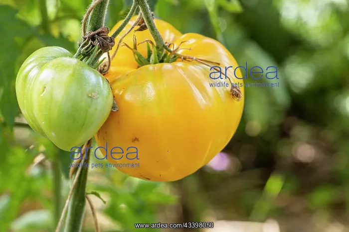 : Hawaiian Pineapple tomato, Solanum lycopersicum : Hawaiian Pineapple tomato, Solanum lycopersicum