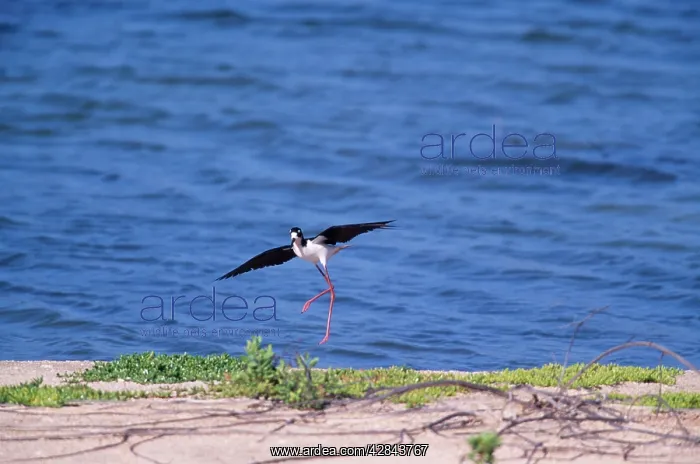 : Hawaiian Stilt - Landing (Hawaiian endemic) : Hawaiian Stilt - Landing (Hawaiian endemic)