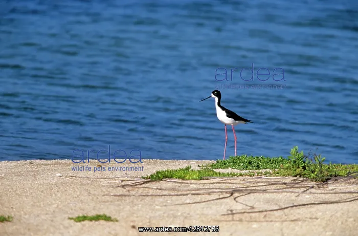 : Hawaiian STILT - Stands by sea, endemic : Hawaiian STILT - Stands by sea, endemic