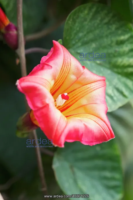 : Hawaiian Sunset Vine - Madeira Portugal : Hawaiian Sunset Vine - Madeira Portugal