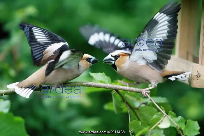 : Hawfinch, 2 birds fighting over food : Hawfinch, 2 birds fighting over food