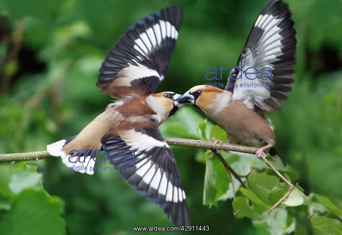 : Hawfinch, 2 birds fighting over food : Hawfinch, 2 birds fighting over food