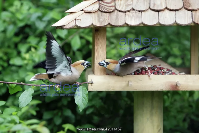  : Hawfinch, 2 birds squabbling at food station