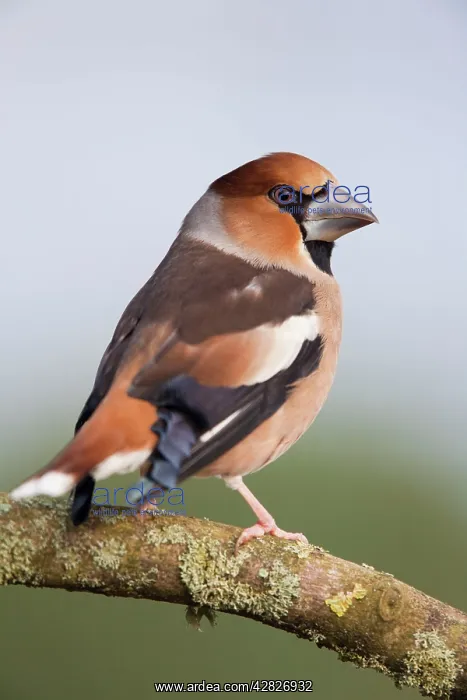  : Hawfinch (Coccothraustes coccothraustes)