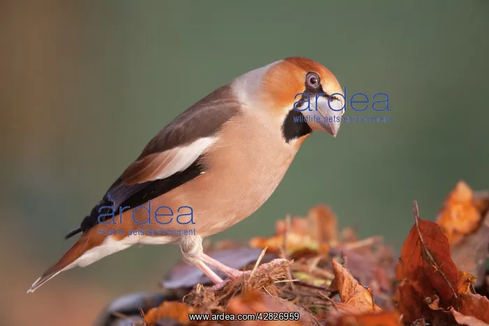 : Hawfinch (Coccothraustes coccothraustes) : Hawfinch (Coccothraustes coccothraustes)