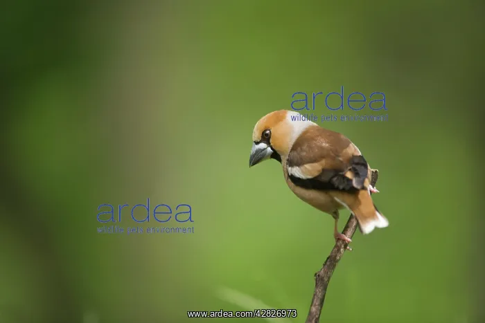 : Hawfinch (Coccothraustes coccothraustes ). Hungary : Hawfinch (Coccothraustes coccothraustes ). Hungary