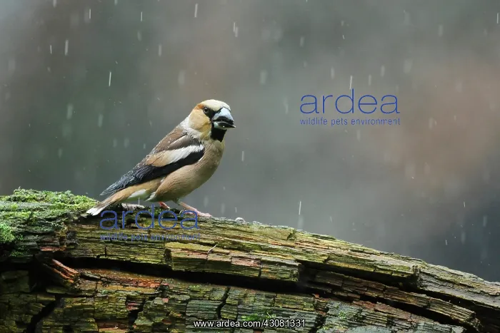 : Hawfinch (Coccothraustes coccothraustes) perched on wood in the rain : Hawfinch (Coccothraustes coccothraustes) perched on wood in the rain