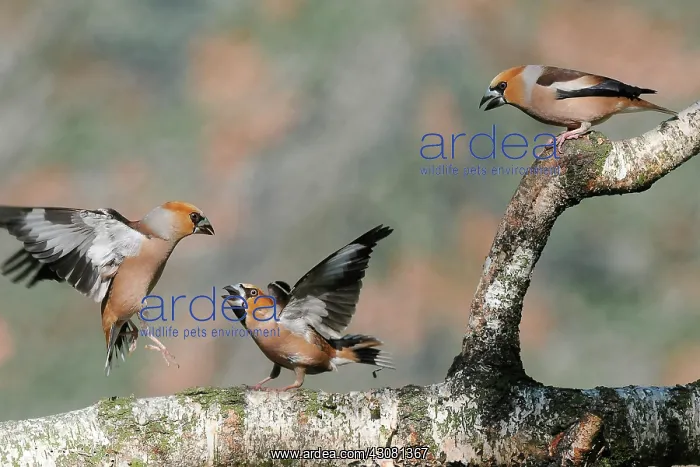 : Hawfinches (Coccothraustes coccothraustes) quarrelling on a tree branch : Hawfinches (Coccothraustes coccothraustes) quarrelling on a tree branch