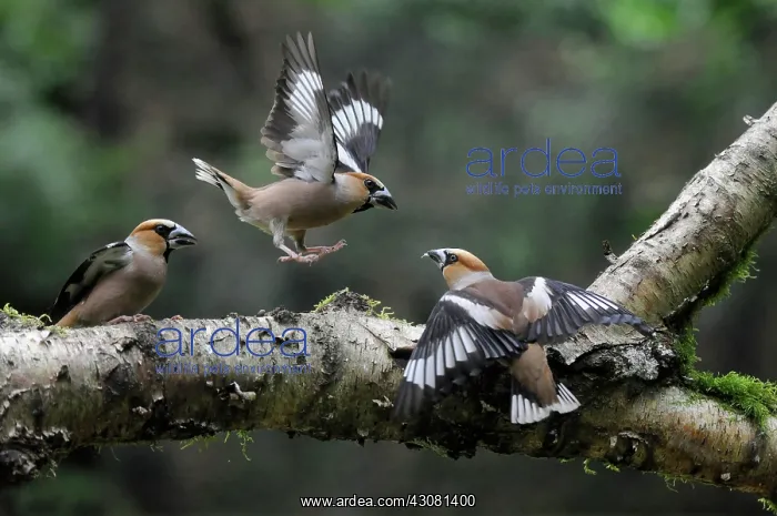 : Hawfinch. Three Hawfinches (Coccothraustes coccothraustes) quarreling on a tree branch : Hawfinch. Three Hawfinches (Coccothraustes coccothraustes) quarreling on a tree branch